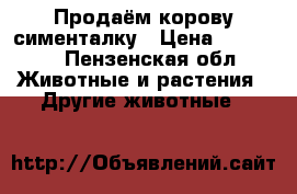 Продаём корову сименталку › Цена ­ 60 000 - Пензенская обл. Животные и растения » Другие животные   